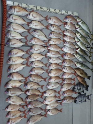 磯部釣船 直栄丸 釣果