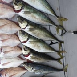 磯部釣船 直栄丸 釣果