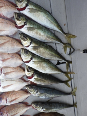 磯部釣船 直栄丸 釣果