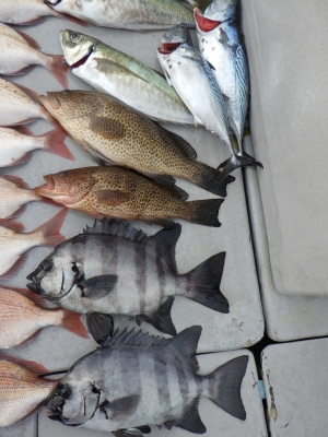 磯部釣船 直栄丸 釣果