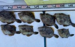 さぶろう丸 釣果