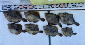 さぶろう丸 釣果