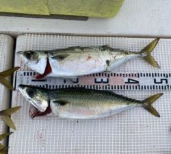 さぶろう丸 釣果