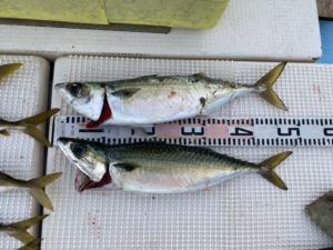 さぶろう丸 釣果