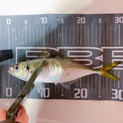 フィシングボートAir(エアー) 釣果