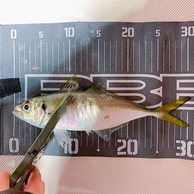 フィシングボートAir(エアー) 釣果