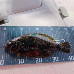 フィシングボートAir(エアー) 釣果