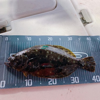 フィシングボートAir(エアー) 釣果