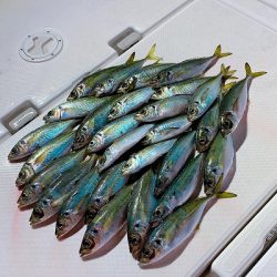 フィシングボートAir(エアー) 釣果