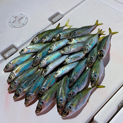 フィシングボートAir(エアー) 釣果