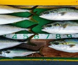 火遠理丸(ほおりまる) 釣果