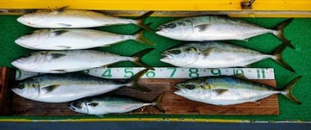 火遠理丸（ほおりまる） 釣果