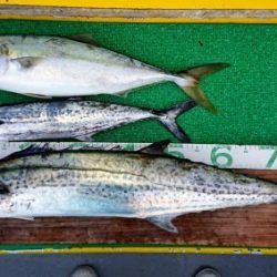 火遠理丸(ほおりまる) 釣果