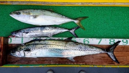 火遠理丸(ほおりまる) 釣果