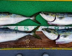 火遠理丸(ほおりまる) 釣果