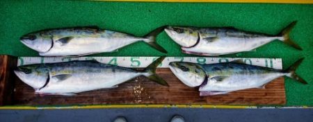 火遠理丸(ほおりまる) 釣果