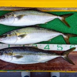 火遠理丸(ほおりまる) 釣果