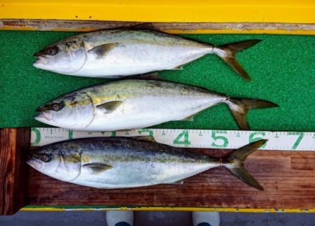 火遠理丸(ほおりまる) 釣果