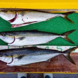 火遠理丸(ほおりまる) 釣果