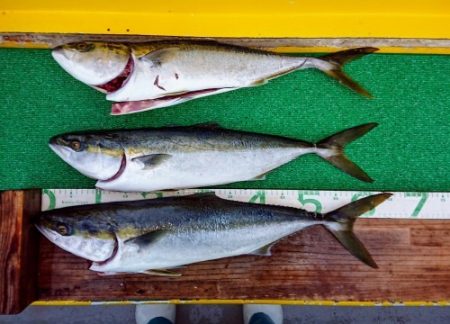 火遠理丸(ほおりまる) 釣果