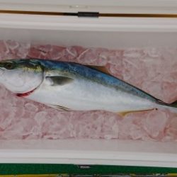 火遠理丸(ほおりまる) 釣果