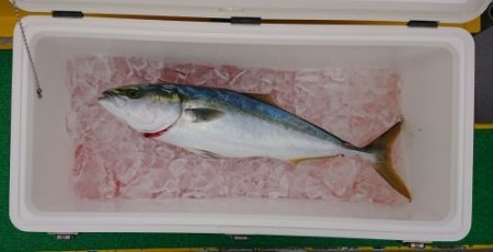 火遠理丸(ほおりまる) 釣果