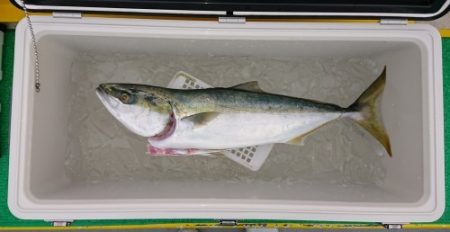 火遠理丸(ほおりまる) 釣果