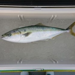 火遠理丸(ほおりまる) 釣果