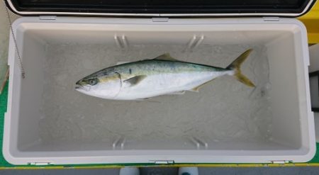 火遠理丸(ほおりまる) 釣果