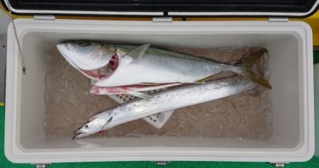 火遠理丸(ほおりまる) 釣果