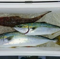 火遠理丸(ほおりまる) 釣果