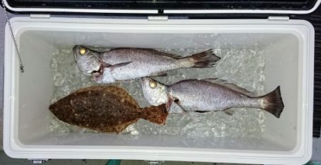 火遠理丸(ほおりまる) 釣果