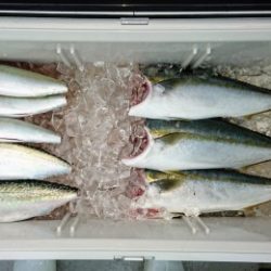 火遠理丸(ほおりまる) 釣果