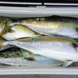 火遠理丸(ほおりまる) 釣果