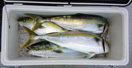 火遠理丸(ほおりまる) 釣果