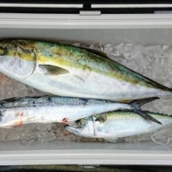 火遠理丸(ほおりまる) 釣果