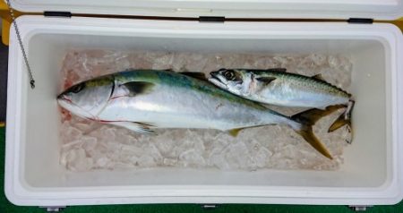 火遠理丸(ほおりまる) 釣果