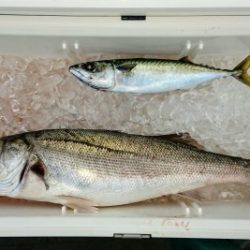 火遠理丸(ほおりまる) 釣果