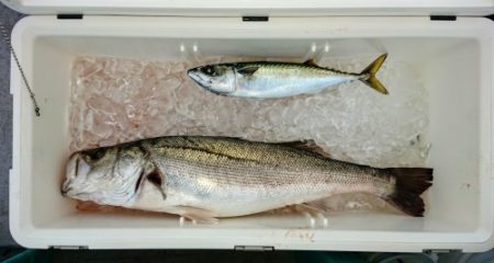 火遠理丸(ほおりまる) 釣果