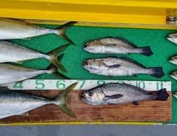 火遠理丸(ほおりまる) 釣果