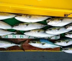 火遠理丸(ほおりまる) 釣果