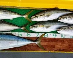 火遠理丸(ほおりまる) 釣果