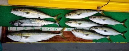 火遠理丸(ほおりまる) 釣果