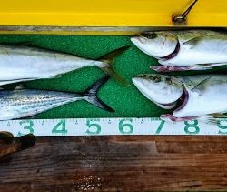 火遠理丸(ほおりまる) 釣果