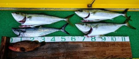 火遠理丸(ほおりまる) 釣果