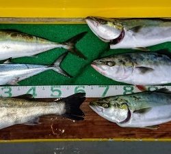 火遠理丸(ほおりまる) 釣果