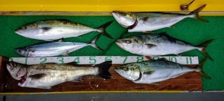 火遠理丸(ほおりまる) 釣果