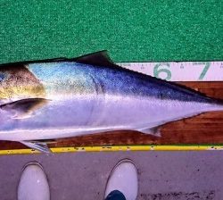 火遠理丸(ほおりまる) 釣果