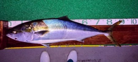 火遠理丸(ほおりまる) 釣果