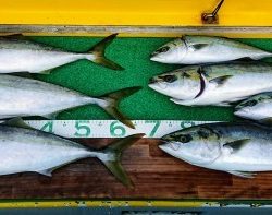 火遠理丸(ほおりまる) 釣果